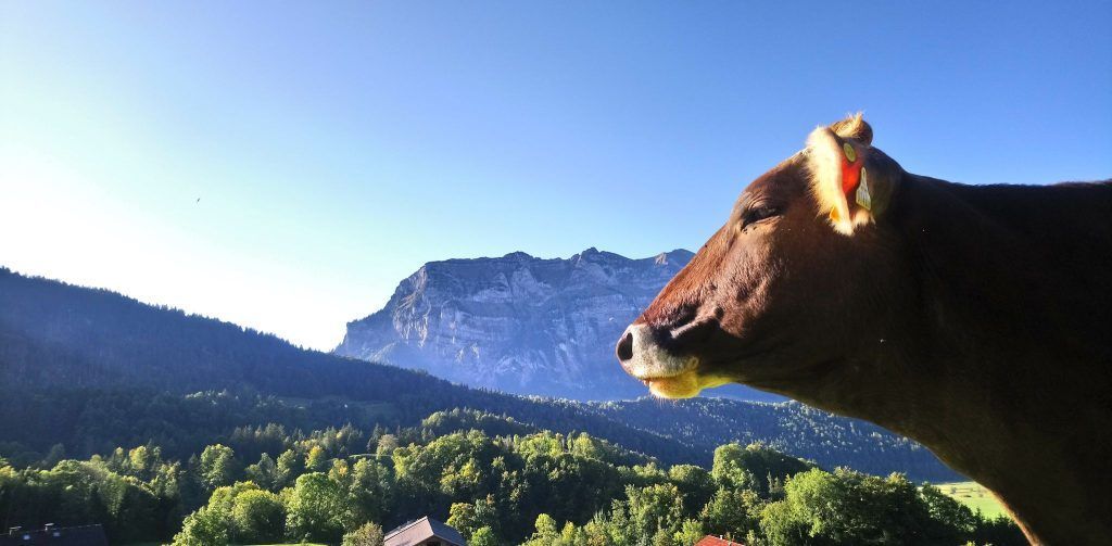 Kälbertransporte steigen wieder: Wenn Milch mehr zählt als das Tier