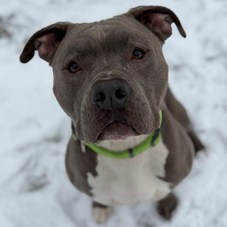 Ein witziger, fröhlicher Kerl sehnt sich nach neuen Abenteuern