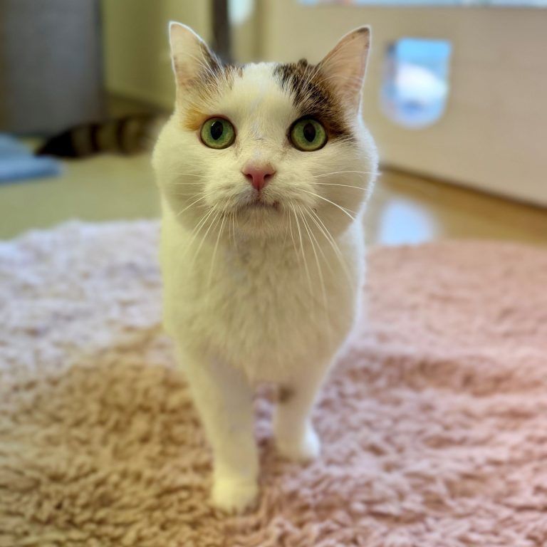 Ein witziger, fröhlicher Kerl sehnt sich nach neuen Abenteuern