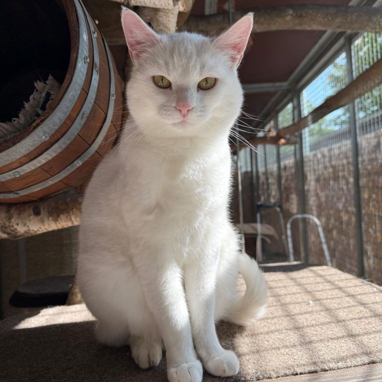 Mira hat ein großes Herz