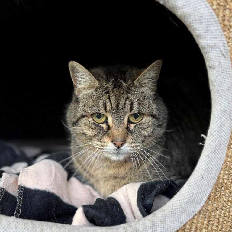 Dusty möchte neue Abenteuer erleben