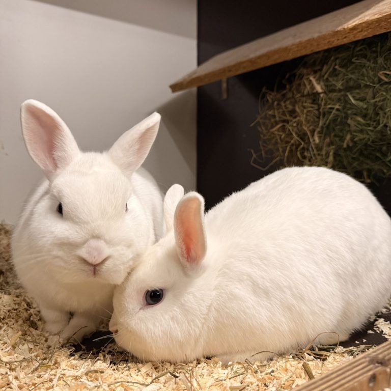 Der verschmuste Willi sehnt sich nach einem schönen Plätzchen