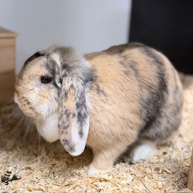 Ein witziger, fröhlicher Kerl sehnt sich nach neuen Abenteuern