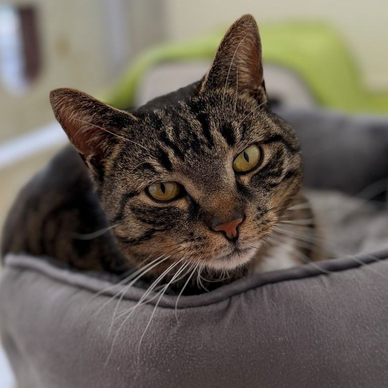 Der verschmuste Willi sehnt sich nach einem schönen Plätzchen