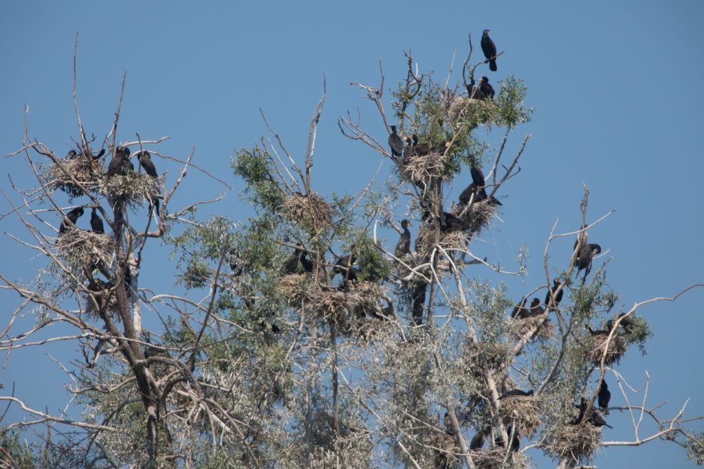 Leserbrief: Kormorane am Bodensee