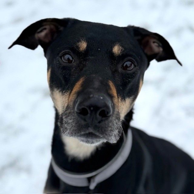 Ein witziger, fröhlicher Kerl sehnt sich nach neuen Abenteuern