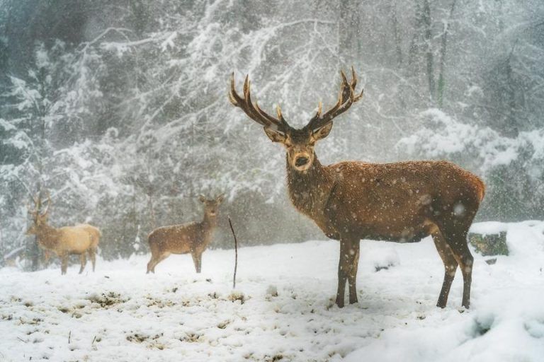 Fleißige und weniger fleißige Jäger im Montafon