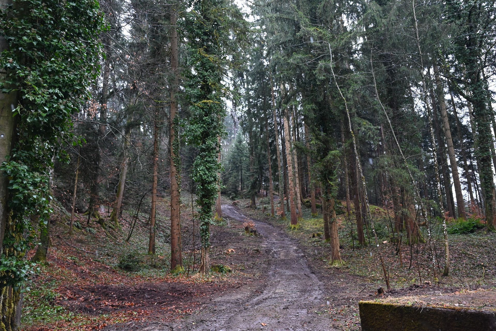 Am Gebhardsberg können bald Urnenbeisetzungen im 