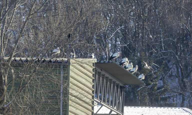 Frost, Schnee und das Leiden der Störche