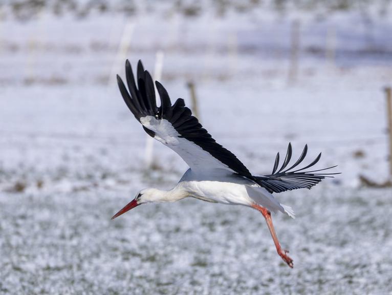 Frost, Schnee und das Leiden der Störche
