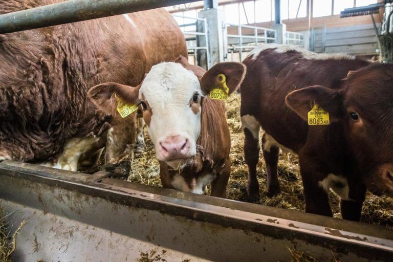 Wie das Land der TBC-Bedrohung begegnet