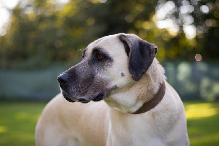 Isra wartet noch immer auf ein neues Plätzchen