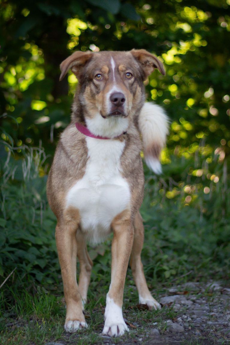 Rocky hat ein warmes Herz