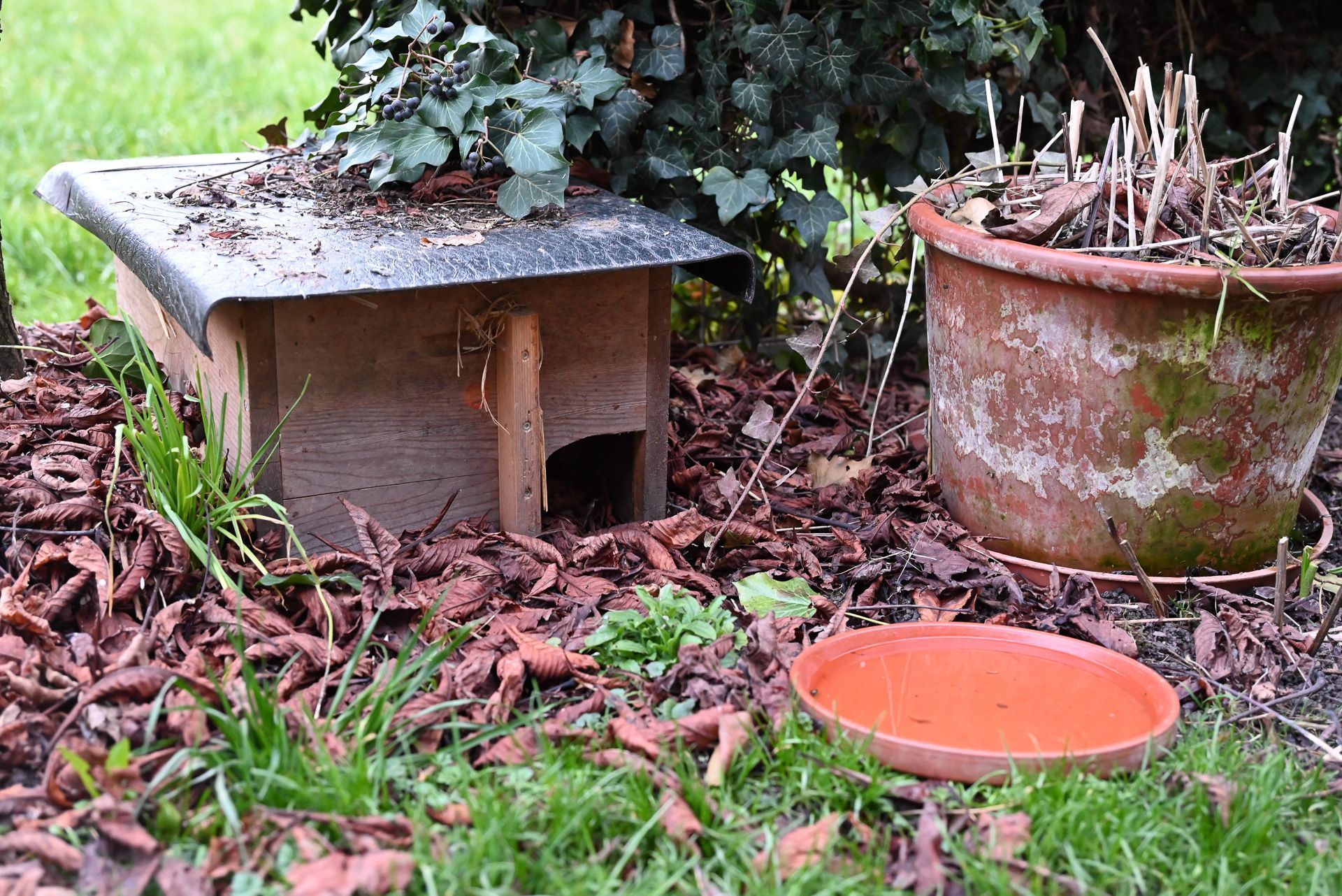 Eine Wasserstelle ist für jeden Igel im Garten vorhanden. 
