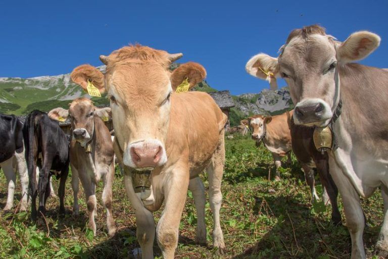TBC in Vorarlberg: Nicht nur die Testergebnisse bringen Lichtblicke für das Montafon