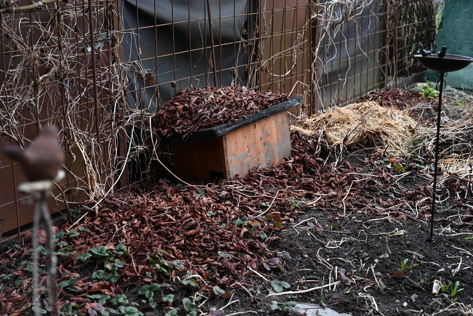 Im Garten hat sie Igelhäuschen aufgestellt, in denen es sich die Igel im Herbst gemütlich gemacht haben. 