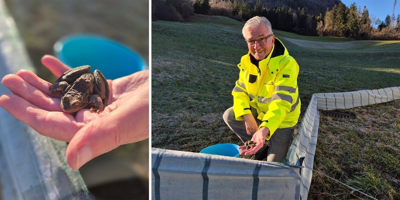 Rudi Hatzl hilft Fröschen, Kröten und Molchen über die Straße: Warum sein Einsatz jetzt besonders wichtig ist