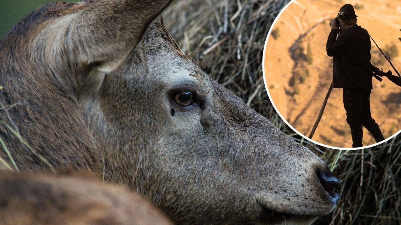 Kontroverse um TBC: Hegegemeinschaft kritisiert falsche Angaben der Grünen