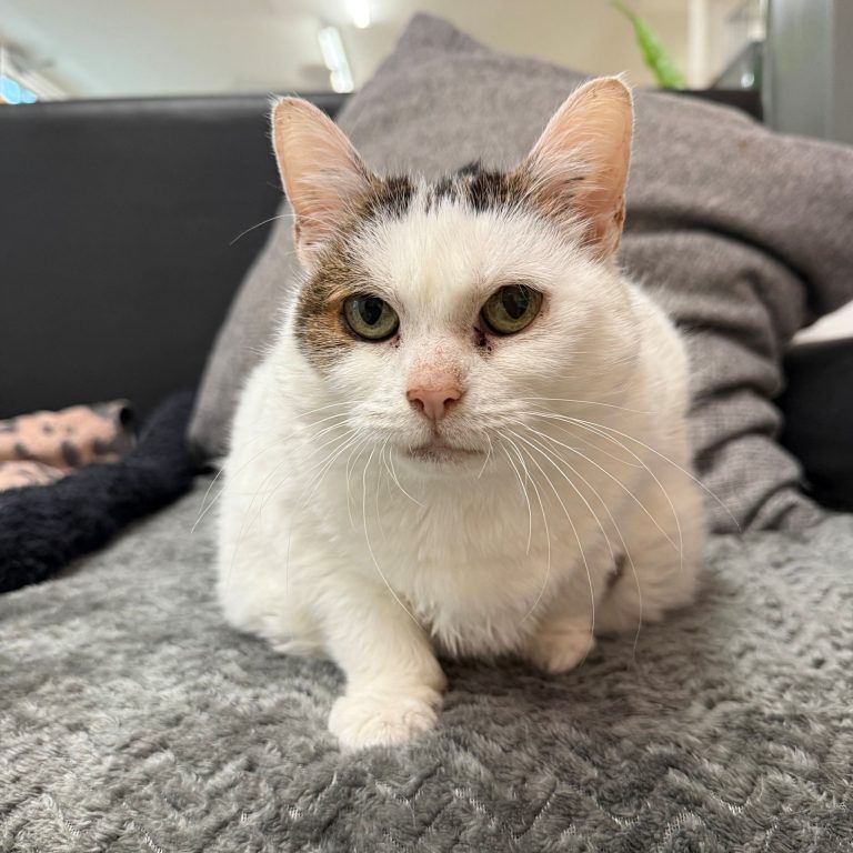 Medo ist auf der Suche nach seinem Glück