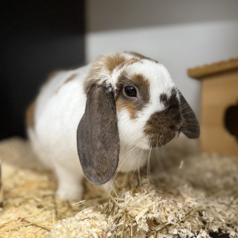 Medo ist auf der Suche nach seinem Glück