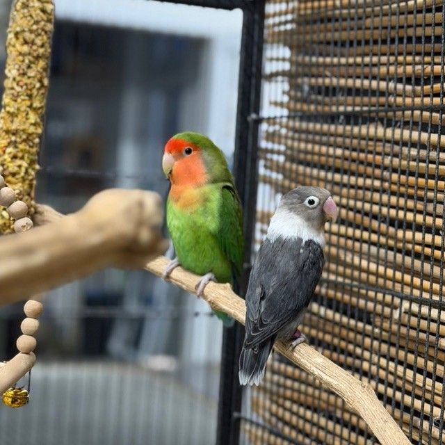 Isra wartet noch immer auf ein neues Plätzchen