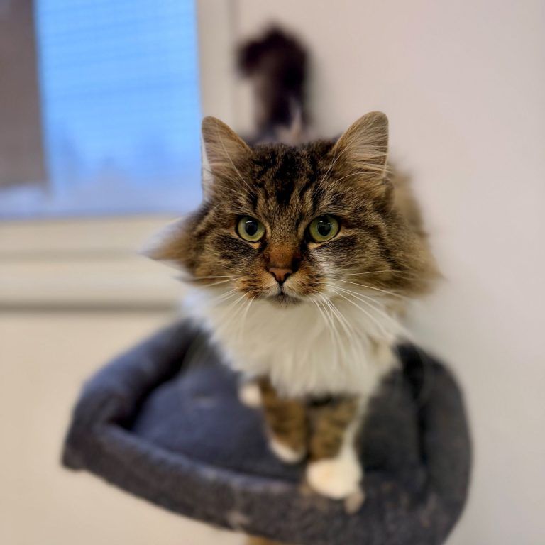 Isra wartet noch immer auf ein neues Plätzchen