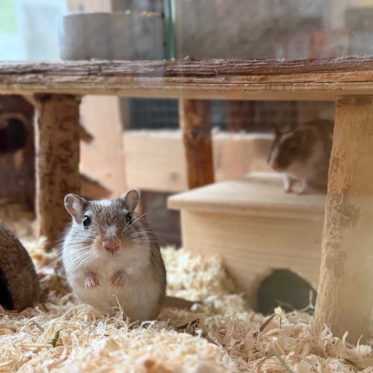 Rocky hat ein warmes Herz