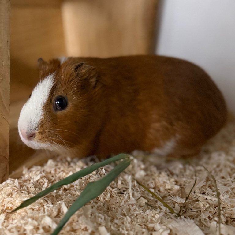 Kleine Schnuppernase wünscht sich einen Partner
