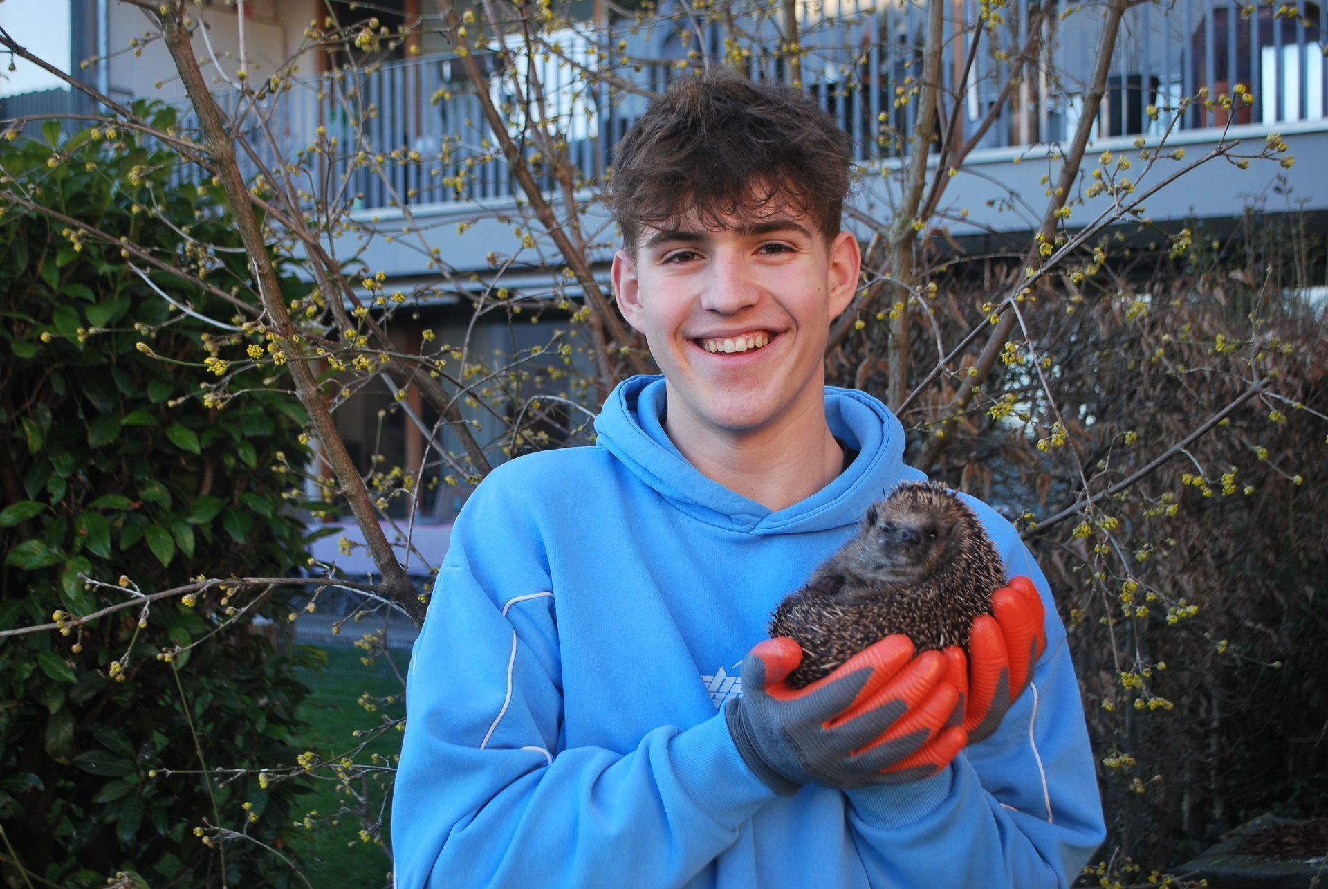 Luis Maurer aus Laterns hat ein Herz für Igel. Er päppelt kranke, unterernährte und verletzte Igel bei sich zu Hause auf. (Quelle: privat)