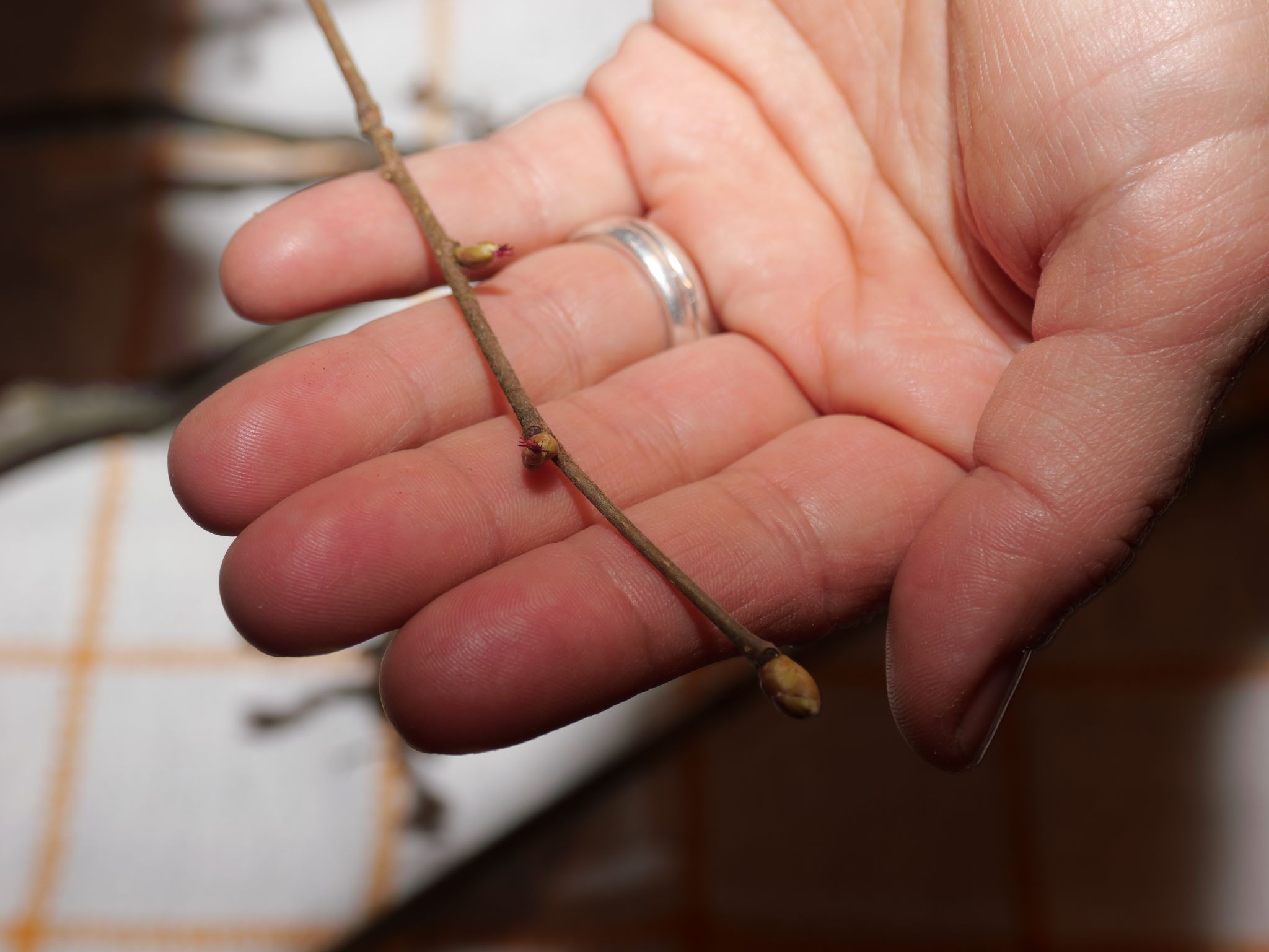 Auch Haselnussknospen hatte die Referentin zum Vortrag mitgenommen.