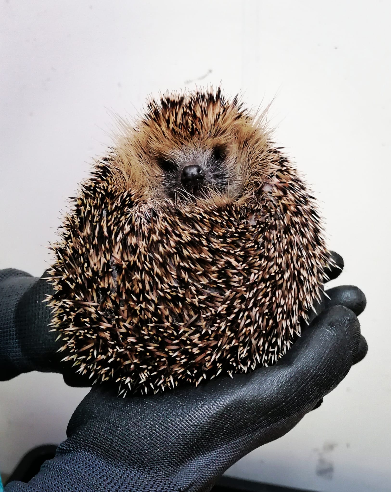 Luis pflegt die Igel zu Hause und hat in Laterns eine Informationskampagne gestartet. (Quelle: privat)