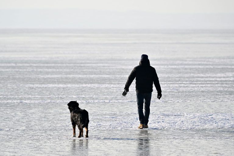 Lieferschwierigkeiten als Grund: Hundeartikelhändler schlittert in die Pleite