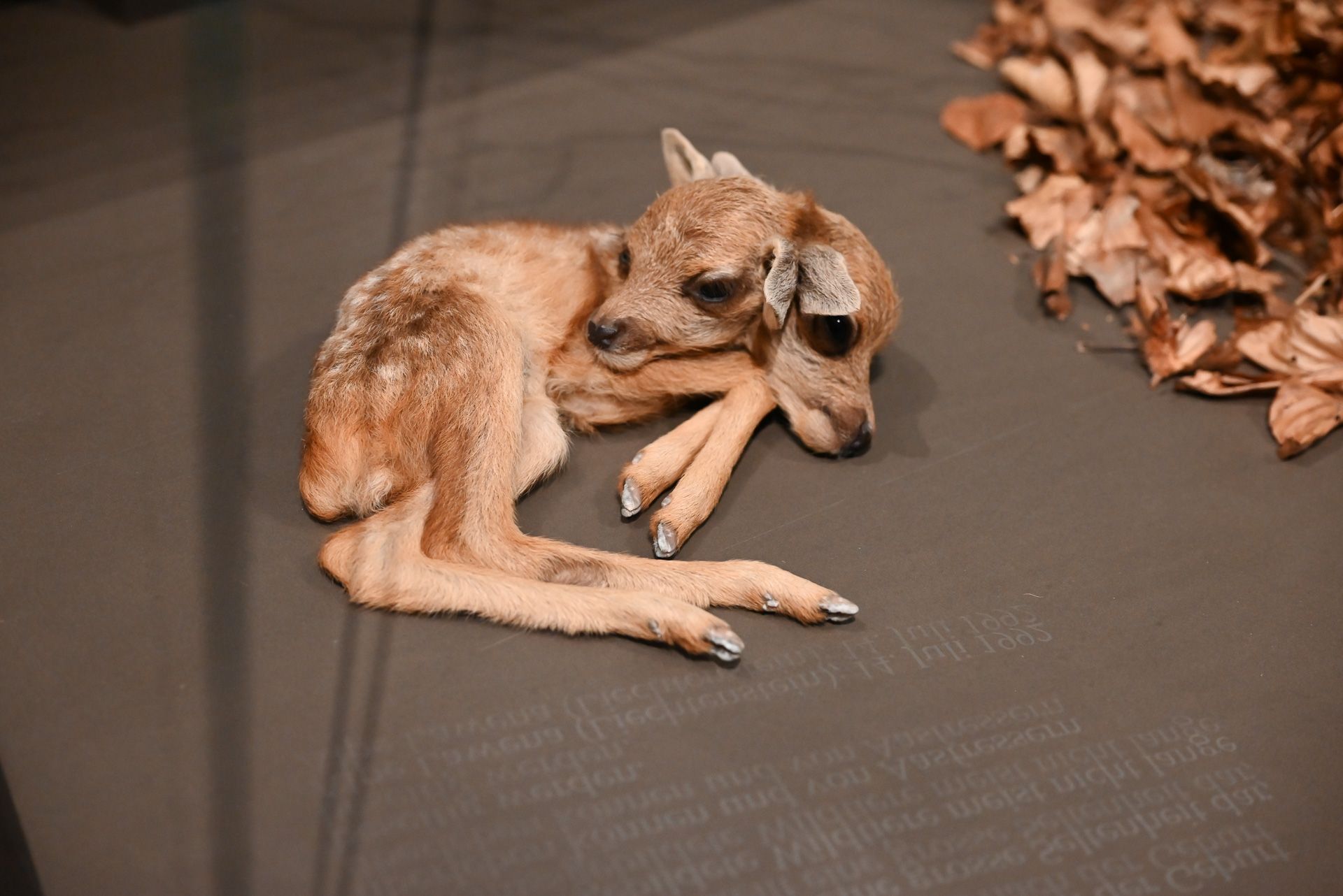 Das zweiköpfige Rehkitz befindet sich ebenfalls im Landes Museum in Liechtenstein. 