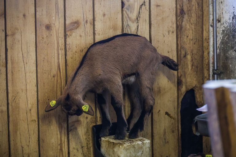 Herzversagen mit 23 Jahren: So hilft Vorarlberg und das Allgäu Claudios Familie und Ziegen
