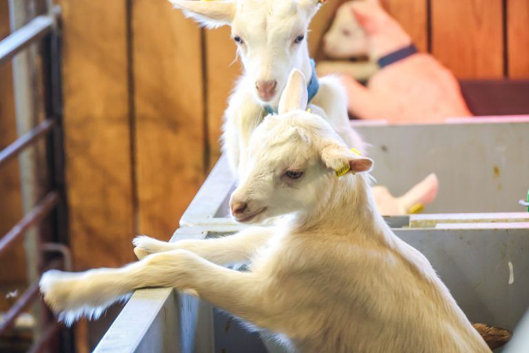 Herzversagen mit 23 Jahren: So hilft Vorarlberg und das Allgäu Claudios Familie und Ziegen