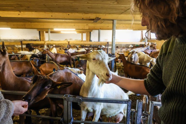 Herzversagen mit 23 Jahren: So hilft Vorarlberg und das Allgäu Claudios Familie und Ziegen