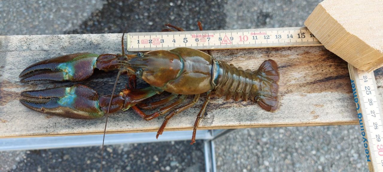 Alarm im Bachbett: Fischer Walter Leitner hat einen gefährlichen Einwanderer im Visier