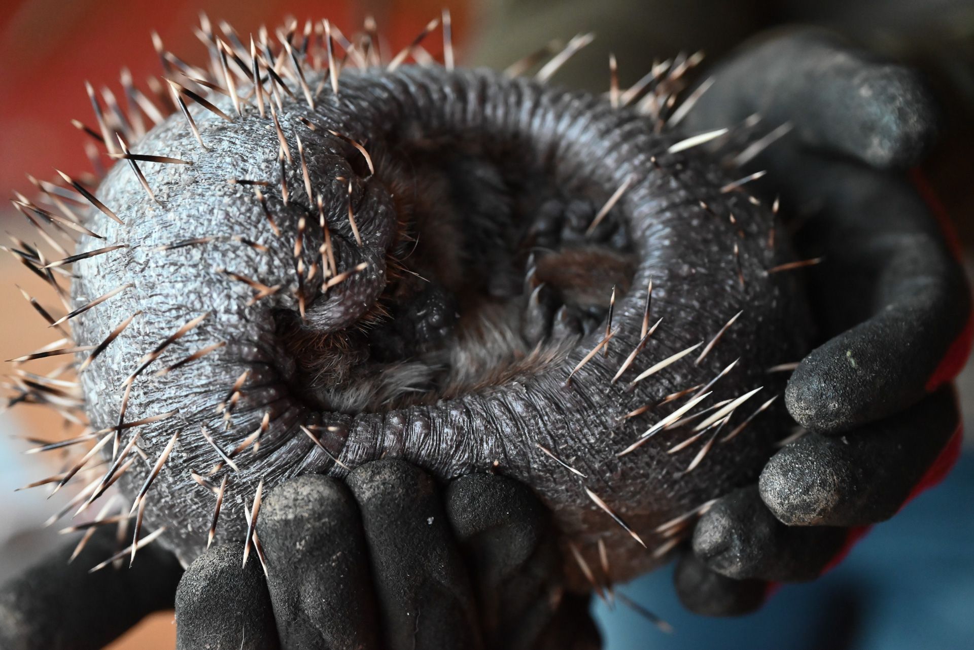Dieser Igel leidet an einem starken Milbenbefall. Viele seiner Stacheln sind ausgeflogen. Seine Pflege ist zeitintensiv und umso wichtiger. Nur so hat er eine Chance zu überleben.