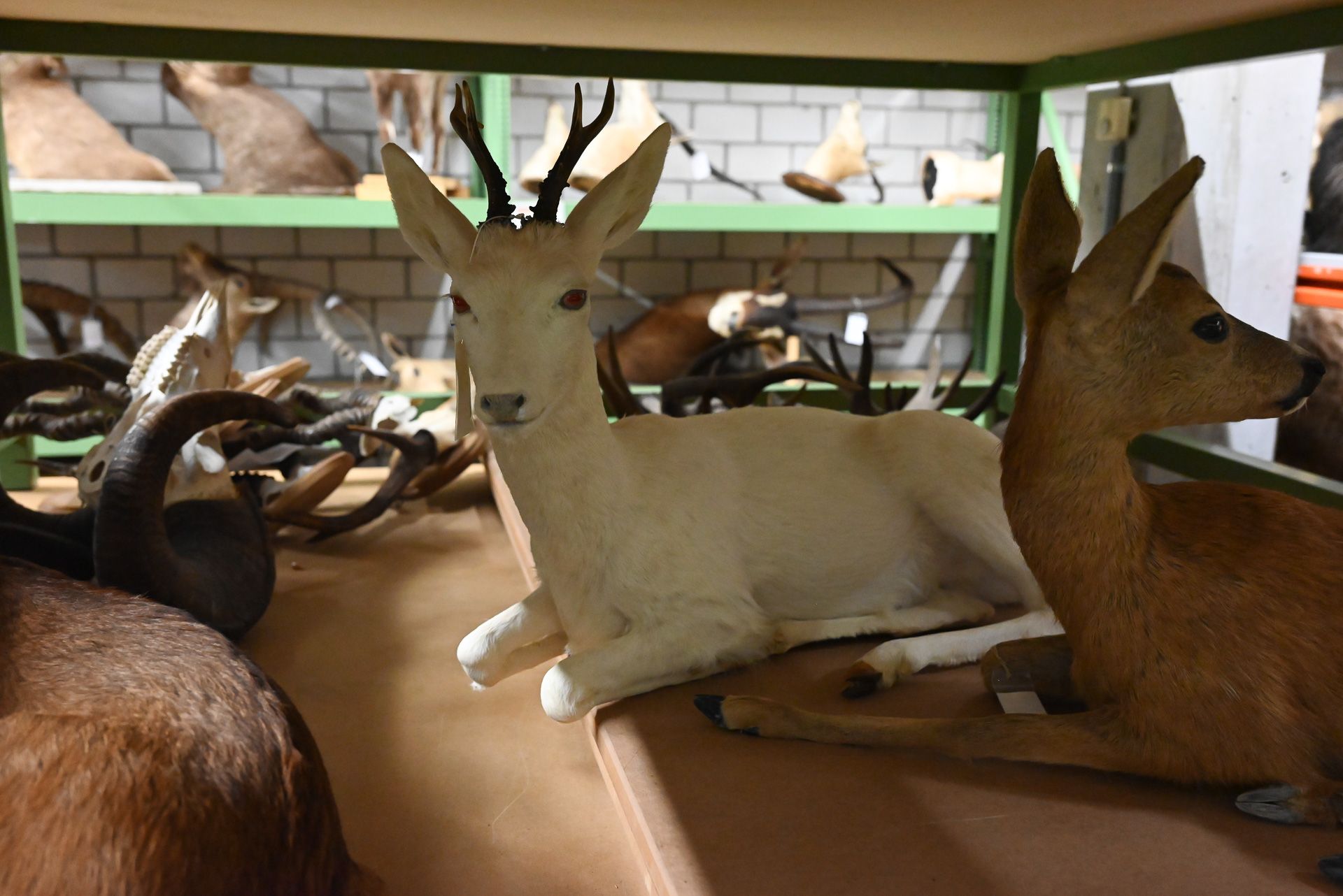 Zu seinen außergewöhnlichsten Präparaten zählt dieses Albino-Reh.