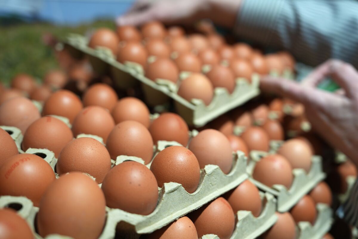 Eier weiter knapp - Versorgungslage soll sich 2027 bessern