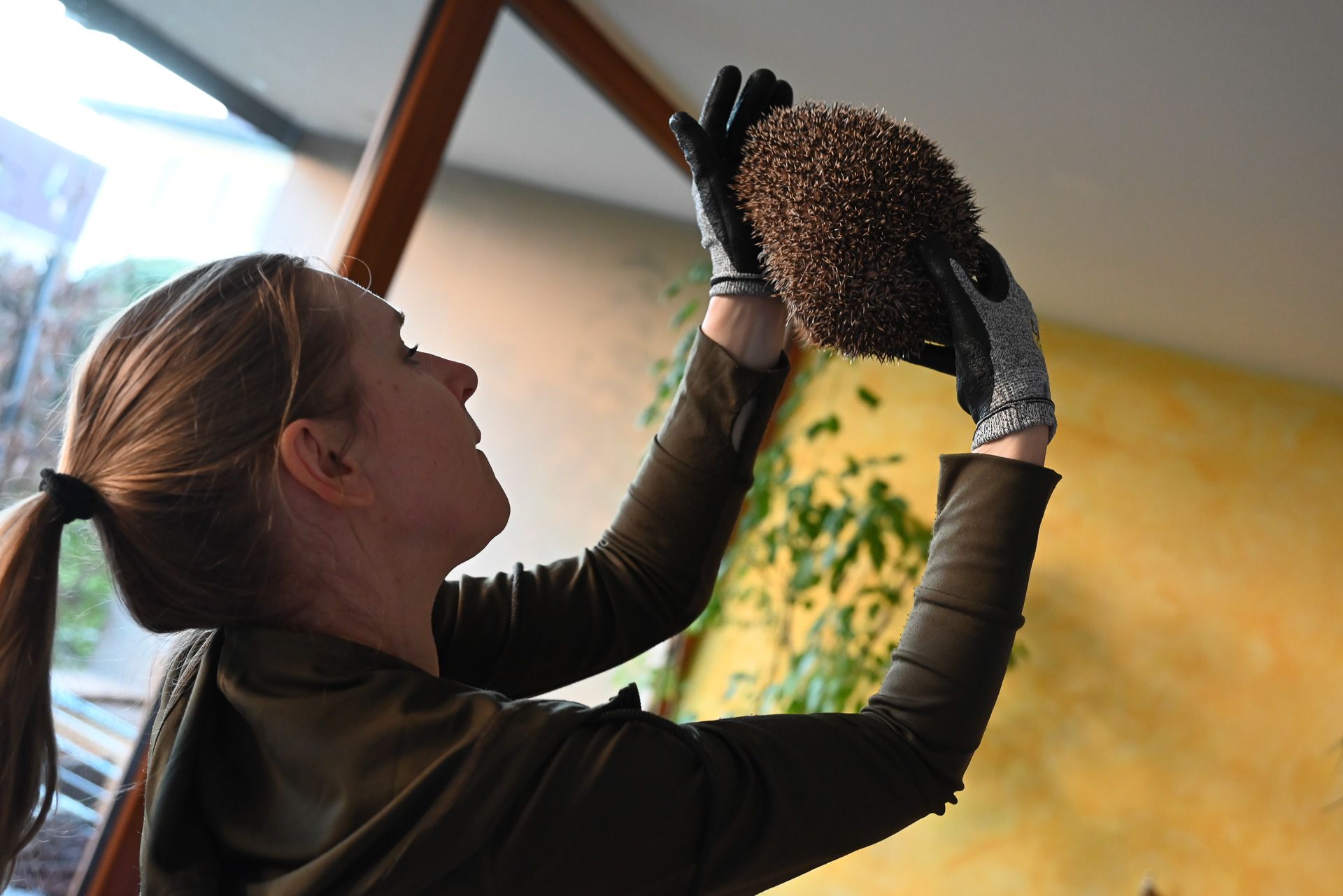 Sabine Matt untersucht die Igel und vergewissert sich genau, was ihnen fehlt.