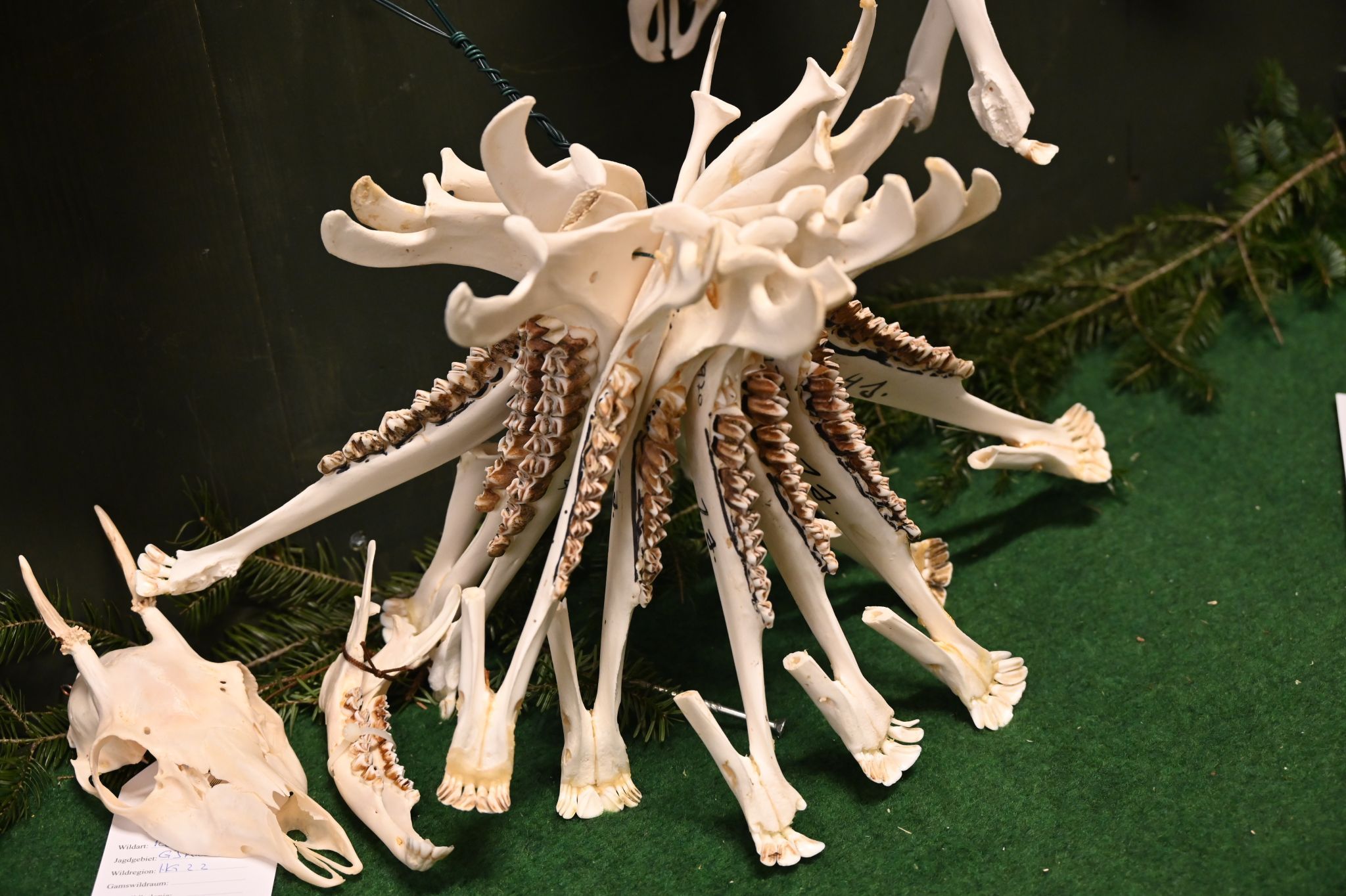 Zum ersten Mal wurden auch Unterkiefer ausgestellt.