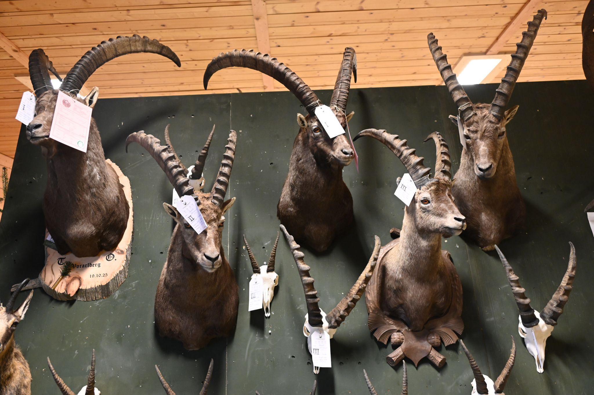 Die Trophäen wurden in der Walserhalle präsentiert.