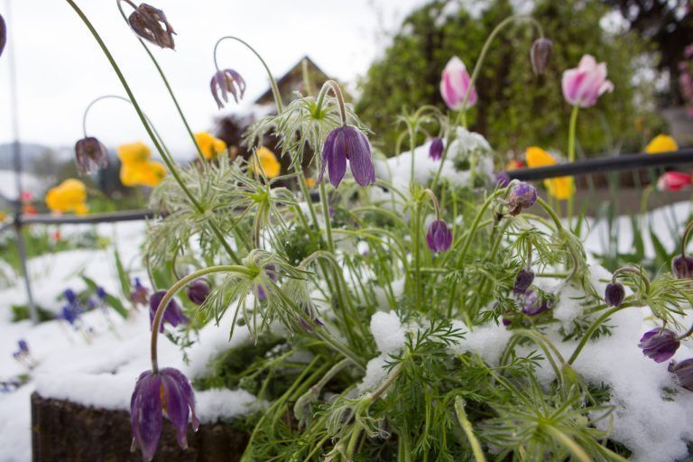 "Alles, was jetzt blüht, ist stark gefährdet" – Der Winter kehrt mit voller Wucht zurück