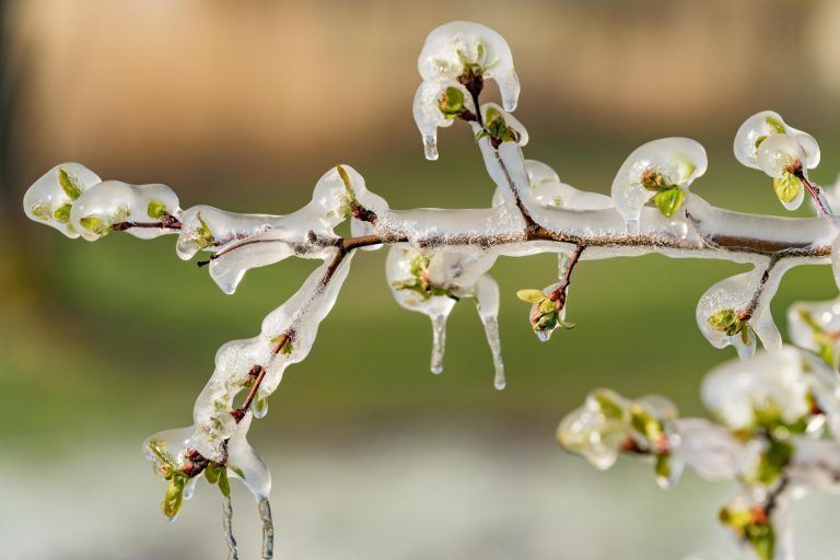 "Alles, was jetzt blüht, ist stark gefährdet" – Der Winter kehrt mit voller Wucht zurück