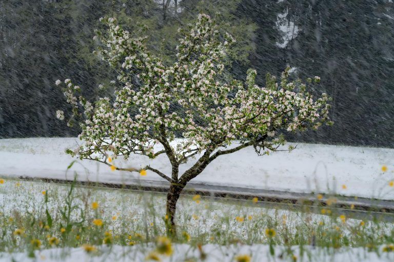 "Alles, was jetzt blüht, ist stark gefährdet" – Der Winter kehrt mit voller Wucht zurück