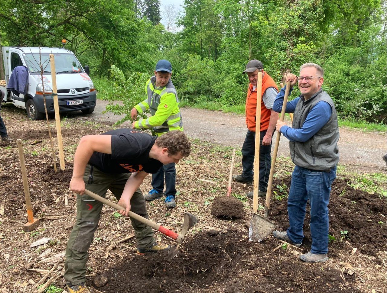 Neue Bäume für den Auwald