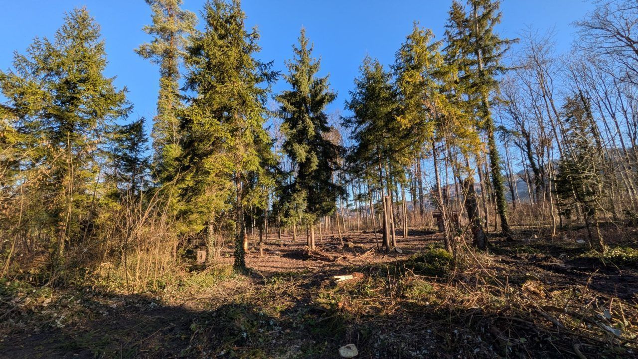 Neue Bäume für den Auwald