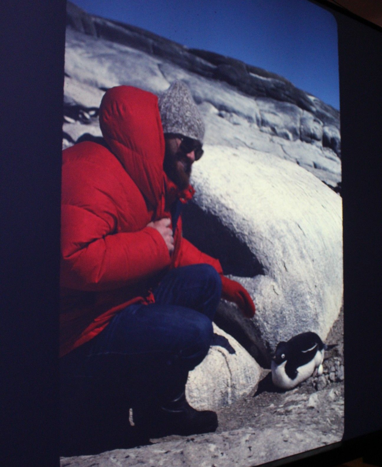   Begegnung mit einem kleinen Pinguin. 