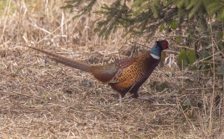 Warum dem Biber im Schweizer Ried bald Schlimmes droht